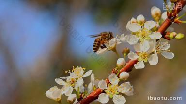 春天李花蜜蜂采蜜